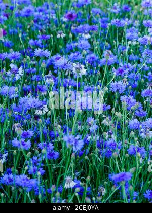 fiore di mais blu in fiore in giardino su uno sfondo sfocato Foto Stock