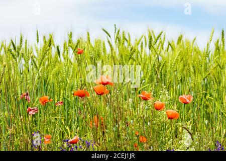 fiori di papavero rosso in fiore in un campo di segale su un giorno di sole Foto Stock