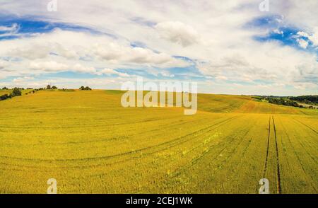 Paesaggio rurale estivo, vista aerea. Vista dei campi di grano con un bel cielo Foto Stock