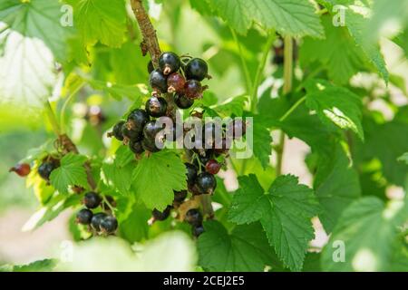 Cespuglio di bacche di ribes nero in un giardino. Frizzante in estate sole mazzo maturo succosa blackberry, appeso dal ramo Foto Stock