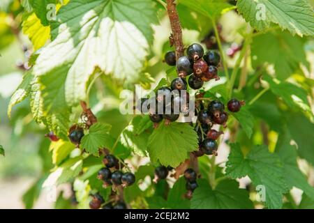 Cespuglio di bacche di ribes nero in un giardino. Frizzante in estate sole mazzo maturo succosa blackberry, appeso dal ramo Foto Stock