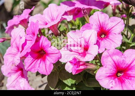 Belle Petunias viola. Petunia Hybrida in giardino. Progettazione paesaggistica Foto Stock