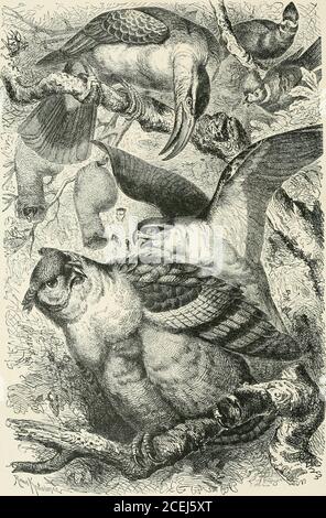 . Enciclopedia di Chambers; un dizionario di conoscenza universale per il popolo. <^<  •. VR-^gl5tv D 000 378 289 3 ^y^ <^ ^ .V •< FW^< ;.0. -^ • ...I N.*^ »■• . %..f N.»:i A-*^ ir %. Vol. VII., pag. 164. OWL AFRICANO CHAMBERSS ENCICLOPEDIA: UN DIZIONARIO CONOSCENZA UNIVERSALE PER LA GENTE. ILLUSTRATO. I3S7 TE3Sr ^OXjUDVCES- vol. VIL FILADELFIA: J. B. LLIMMNCOTT & CO, EDIMBURGO: W. & R. CHAMBERS. 187 2. Iscritto, secondo l'atto del Congresso, nell'anno 1S71, da J. B, LIPPINCOTT & CO., presso l'Ufficio del bibliotecario del Congresso, a Washington. 5 187/V,7 MAPPE E PIASTRE PER VOL Foto Stock