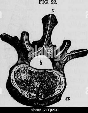 . Fisiologia umana : progettata per i collegi e le classi superiori nelle scuole, e per la lettura generale. È nol 184 FISIOLOGIA UMANA. Vertebra). Processi per il bloccaggio forte insieme. Così con quella parte di esso che forma il pilastro di supporto deltelaio del petto. C'è poco movimento qui tra le vertebre, perché l'Unione delle costole alla colonna lo vieta. Ma oltre a servire come un pilastro fermo, e come una catena flessibile, la colonna vertebrale forma anche un canale o tubo in cui il midollo spinale, uno dei più delicati A. Foto Stock