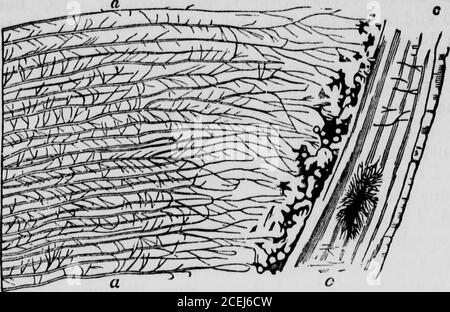 . Fisiologia umana : progettata per le scuole superiori e per la lettura generale. SEZIONE VERTICALE DI UN T00TII. 182 FISIOLOGIA UMANA. Come i denti nre differiscono dalle ossa, e perché... dal microscopio è rappresentato in Fig. 66 e 67, nel capitolo su Cell-Life. Sono stato così particolare nella descrizione delle parti di un dente, che si può vedere howcompound anche così apparentemente semplice una parte del corpo is.The tre diverse strutture in esso sono costruite da cellule, e le lecche di ciascuna parte selezionano dal sangue tali costituenti sono necessari per il loro scopo. 282. Un diff. Dente Foto Stock