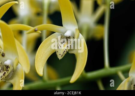 Dendrobium speciosum, comunemente noto come orchidee di roccia o orchidee di canna, è una specie di orchidee australiane altamente variabili. Foto Stock