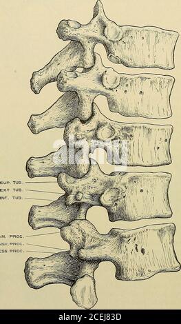 . Elementi anatomici di Quain. Fig. S. – prima vertebra dorsale, da tiii: Lato destro. (Disegnato da D. Gunii.) 10 LA COLUMK VERTEBRALE. Il forame è quasi circolare, ed è più piccolo che nella ttie cervicale o nella lumbarregion. La prima, la decima, l'undicesima e la dodicesima vertebra dorsale presentano alcuni caratteri di Avhich che possono essere distinti individualmente. La prima vertebra dorsale nella sua conformazione generale si avvicina molto da vicino. MAM. PROCTRANSV. PROCACESS. PROC Fig. 9.-Nona, decima, undicesima e dodicesima vertebra dorsale e prima vertebra lombare, dal lato destro. (Drawii di D. Gunu.) il settimo ce Foto Stock