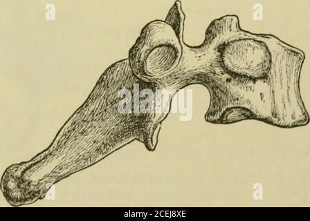 . Elementi anatomici di Quain. FACET PER SETTIMO RIBINFERIOR NOTCHINFERIOR VERTEBRALE CCOSS ARTICOLARE FIG. 7.-Sesta vertebra dorsale: A, froji SOPRA; B, DAL SIUE DI DESTRA. (Disegnato da D. Gunn.). Fig. S. – prima vertebra dorsale, da tiii: Lato destro. (Disegnato da D. Gunii.) 10 LA COLUMK VERTEBRALE. Il forame è quasi circolare, ed è più piccolo che nella ttie cervicale o nella lumbarregion. La prima, la decima, l'undicesima e la dodicesima vertebra dorsale presentano alcuni caratteri di Avhich che possono essere distinti individualmente. La prima vertebra dorsale nella sua conformazione generale si avvicina molto da vicino Foto Stock