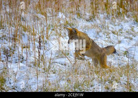 Coyote rimbalza sulla sua preda nella neve al Parco Nazionale di Yellowstone. Foto Stock