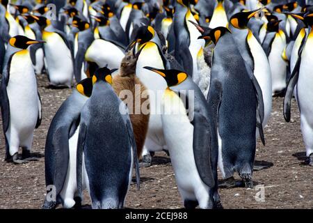 Una colonia di re Pinguini e un pulcino a Volontario Point, Isole Falkland. Foto Stock