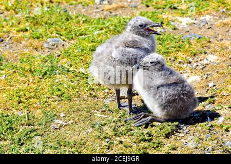 Due pulcini Kelp Gull sull'isola di Magdalena, vicino a Punta Arenas, Cile. Foto Stock