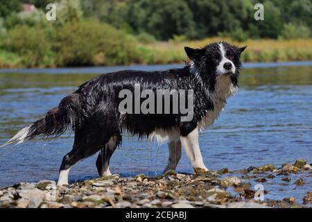 L'adorabile Border Collie, dall'aspetto divertente, sorge accanto al fiume Moldava nella natura ceca. Black and White Dog ama il refreshment umido. Foto Stock