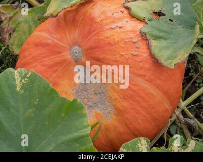 Primo piano di una grande zucca arancione isolata con segni grigi visibili tra due foglie sul terreno. Foto Stock