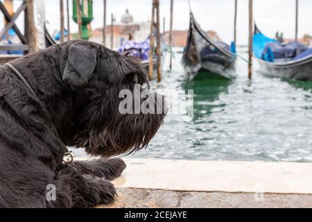 Vista laterale del Big Black Schnauzer di fronte alle gondole di Venezia (Piazza San Marco, Venezia, Italia). Foto Stock