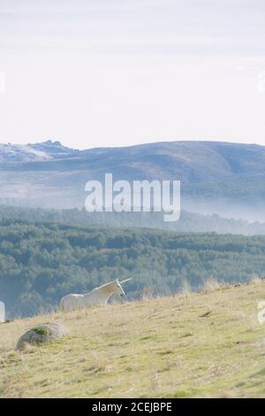 Unicorno a piedi sulla natura Foto Stock