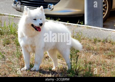 Ritratto di un eskimo americano che cammina sul marciapiede nel parco. Foto Stock