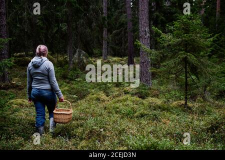 Donna che cammina con un cesto nella foresta, alla ricerca di mirtilli, mirtilli e funghi chanterelle per raccogliere e raccogliere. Foto Stock