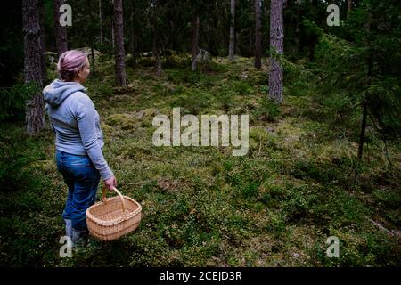 Donna in piedi con un cesto nella foresta, alla ricerca di mirtilli, mirtilli e funghi chanterelle per raccogliere e raccogliere questo giorno d'autunno. Foto Stock