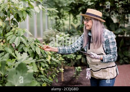 Sorridendo giardiniere donna anziano grazioso in cappello di paglia, vestiti casual e grembiule, in piedi in serra e toccando le foglie di pianta, mentre facendo Foto Stock