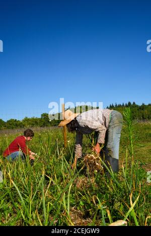 Due contadini che scavano e raccolgono bulbi di aglio biologico in campi coltivati in una giornata di sole con cielo blu, in una piccola fattoria a Decorah, Iowa, USA Foto Stock