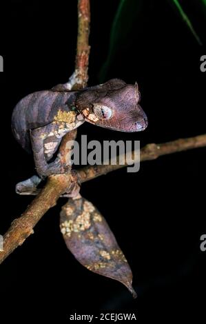 Gecko, Uroplatus fantasasticus, femmina adulta, Parco Nazionale di Ranomafana, Madagascar Foto Stock