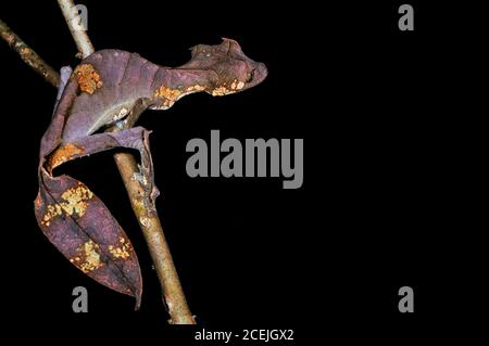 Gecko, Uroplatus fantasasticus, femmina adulta, Parco Nazionale di Ranomafana, Madagascar Foto Stock