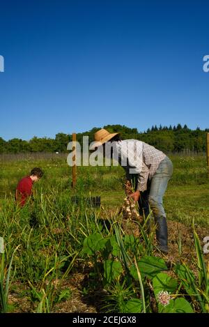 Due contadini che scavano e raccolgono bulbi di aglio biologico in campi coltivati in una giornata di sole con cielo blu, in una piccola fattoria a Decorah, Iowa, USA Foto Stock