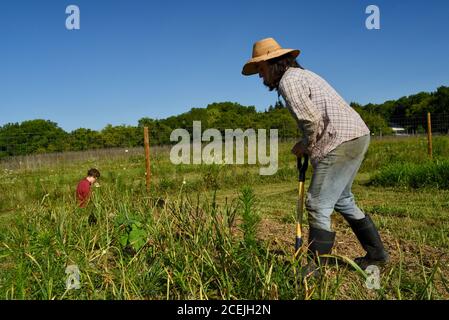 Due contadini che scavano e raccolgono bulbi di aglio biologico in campi coltivati in una giornata di sole con cielo blu, in una piccola fattoria a Decorah, Iowa, USA Foto Stock