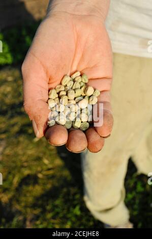 Donna contadina con molti semi in palma di mano, piantando fila di piselli a scatto di zucchero in primavera in una piccola fattoria a Browntown, Wisconsin, Stati Uniti Foto Stock