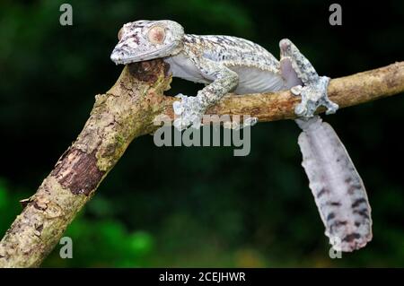 Gecko gigante coda di foglie, Uromatus giganteus, Montagne d'Ambre National Park, Madagascar Foto Stock