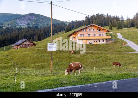 Bestiame in estate sulle Alpi per pascolo montano stagionale. A proposito, le mucche sull'alp sono nella stalla durante il giorno. Invece, mangiano la lussureggiante erba alpina dal tramonto all'alba, che non può essere mancato dal continuo squillo delle loro campane Foto Stock