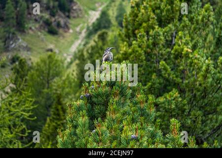 Un uccello si siede sulla cima di un albero di pino In Svizzera Foto Stock