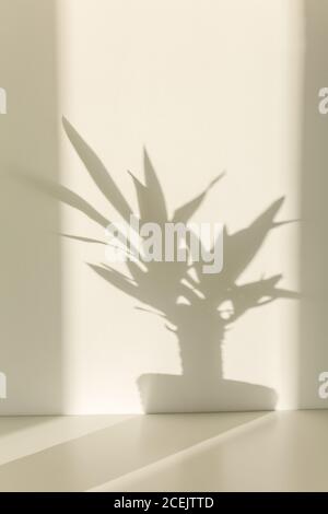 ombre su una parete bianca palma yucca Foto Stock