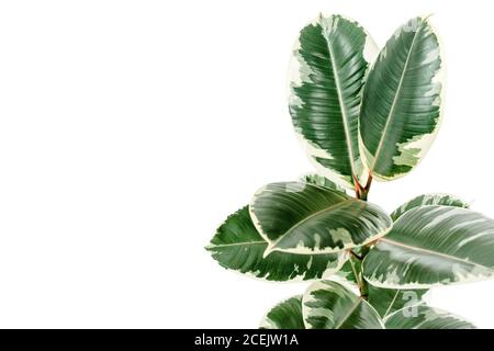 Home pianta foglia verde ficus benjamina, elastica su fondo bianco Foto Stock