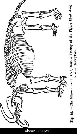 . Animali del passato, un racconto di alcune creature del mondo antico, per certi versi meglio di quanto sia stato fatto da qualsiasi scrittore successivo, poiché i punti di differenza tra varie parti del mastodonee dell'elefante sono stati chiaramente indicati. Thisskeleton è stato esposto a Londra, e dopo-rioni al Peales Museum di Philadelphiadove, con molto altro materiale prezioso, è stato distrutto dal fuoco. Colpito dall'evidente potere schiacciante dei grandi molari cavalcati, Peale è stato portato a credere che il mastodon era una creatura di abitudini carnivore-ose, e così descritto, ma questo erroris exfusab Foto Stock