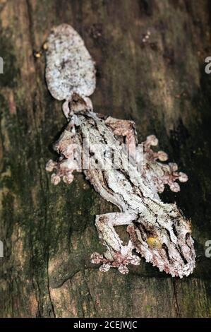 Gecko Uroplatus sikorae, Parco Nazionale Andasibe, Madagascar Foto Stock
