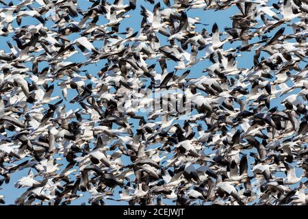 00754-02914 oche della neve (Anser caerulescens) Flock grande in volo Marion Co. Il Foto Stock