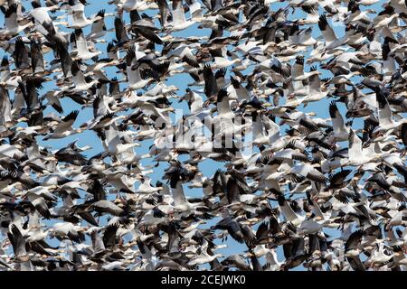 00754-02916 oche della neve (Anser caerulescens) Flock grande in volo Marion Co. Il Foto Stock