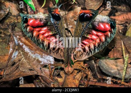 Flasher o Peacock Leaf-mimic katydid, Pterochroza ocellata, che mostra ocelli in esposizione difensiva, Riserva Nazionale di Tambopata, Regione Madre de Dios, Ta Foto Stock
