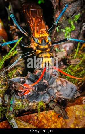 Un enorme tarantula Hawk Wasp (Pepsinae) che mordica le gambe da un tarantula grande ha paralizzato prima di deporre le uova su di esso Le larve si nutriranno dei viventi Foto Stock
