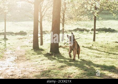 Cane divertente in piedi sul campo Foto Stock