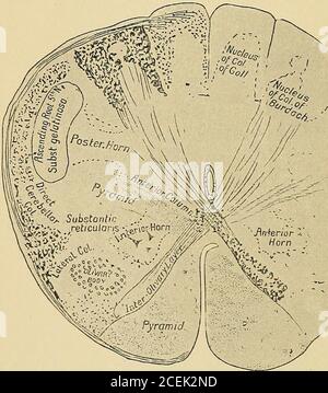 . Un trattato sulle malattie nervose e mentali, per studenti e professionisti della medicina. Disegno di una sezione del midollo spinale in corrispondenza della zona di decussazione motoria. 7.5 diametri ingranditi. fv(j. Nucleo di colonna di Gol. fnc. Nucleo della colonna di Burdach. SGL. Sostanzia gelatinosa. DFY. Decussazione nella colonna anteriore. Ya. Radice ascendente della 5a coppia. Fig. 45.. Sezione attraverso la medulla oblonata di un embrione della ventiseiesima settimana. Da Edinger. ANATOMIA, 63 Fig. 46. Ci S •^ ^ Y 12 li A ID i codini posteriori bianchi, le colonne di Burdach e Goll, al livello del loro punto di entrata Foto Stock