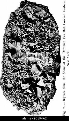 . Animali del passato, un racconto di alcune creature del mondo antico. È visibile, e come thisvaria secondo la specie, è possibile, con esame microscopico, determinare il rapporto di alberi nei casi in cui noth-ing ma frammenti del tronco rimangono. Il processo di fossilizzazione è nel migliore dei casi un lento, e sostanze morbide come la carne, o evenhorn, decadono troppo rapidamente perché avvenga, in quanto tutti i conti di corpi pietrificati, umani o altrimenti, sono basati su deliberatamente fraudor sono il risultato di un errore molto erroneo di interpredazione dei fatti. Che l'impressionio Foto Stock