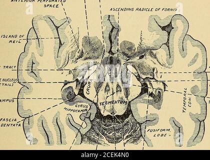 . Un trattato sulle malattie nervose e mentali, per gli studenti e gli operatori della medicina. I pons, da qui ai piramidisdel midollo spinale, da qui attraverso la decussione alle piramidalcoloni del midollo spinale, e da qui alle corna anteriori, ai nervi motori anteriori, e ai muscoli. Questo tratto dalla motorizzazione ai muscoli è noto come tratto piramidale. I nervi che vanno ai muscoli del viso hanno il loro centro corticale nell'ANATOMIA inferiore. 53 terzo delle convoluzioni parietali dell'aud frontale ascendente, sebbene non sia certo che questo sia il centro dei rami frontali o Foto Stock
