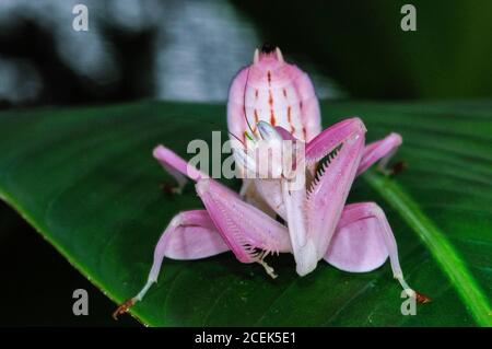 Mantis orchidea rosa, mantis orchidea malese, Imenopus coronatus, o Hymenopus bicornis, una mantis di fiori, una mantis di preghiera che imita alla perfezione Foto Stock