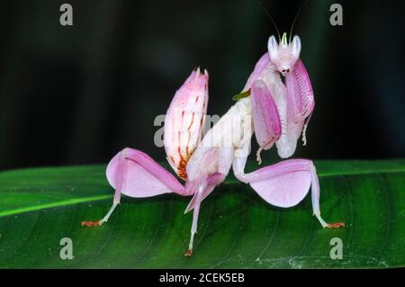 Mantis orchidea rosa, Imenopus coronatus, o Hymenopus bicornis, aka mantis di fiori da passeggio, adattato per camuffamento, mimando parte della Phalaenopsis Foto Stock