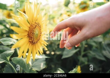 Primo piano della mano della donna che tocca bella girasole giallo fioritura in azienda Foto Stock