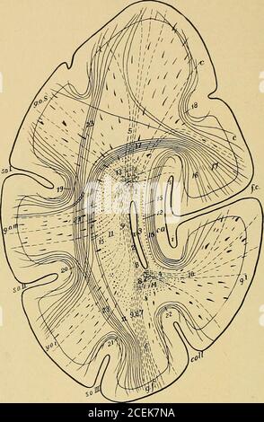 . Un trattato sulle malattie nervose e mentali, per studenti e professionisti della medicina. Commissure anteriore, unc. Uncino della convoluzione a forma di gancio o uncinato di girus. SP. Septum pellucidum. Th. Optictalamo, f.d. Discesa fornice, m. Corpus medullare, f.a. Fornix.Q. ascendente Corpora quadrigemina. A. Acquedotto di Silvio. PV. Pulvinare del talamo ottico.Gi. Corpo geniculato interno. T. Tegmentum. PD. PES di crura cerebri. S.i. Stilo interno del talamo ottico. LP. Fascicolo longitudinale posteriore, co.Conarium. Deve esserci una malattia più o meno diffusa della corteccia involvinga Foto Stock