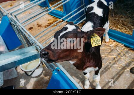 Giovane polpaccio Holstein alla fattoria di diario Foto Stock