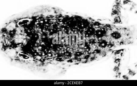 . I disturbi pigmentari, della crescita e endocrini indotti nel tadpole aunran dalla precoce ablazione del pars buccallis dell'ipofisi. s. f .-•S. Foto Stock